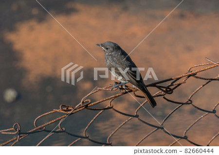juvenile black redstart bird perched on wire juvenile black redstart bird perched on wire 82660444