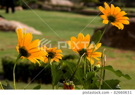 Group of Four Cosmos Flower Group of Four Cosmos Flower 82660631