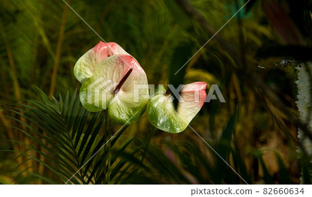 Painters Palette Twin Flowers 82660634