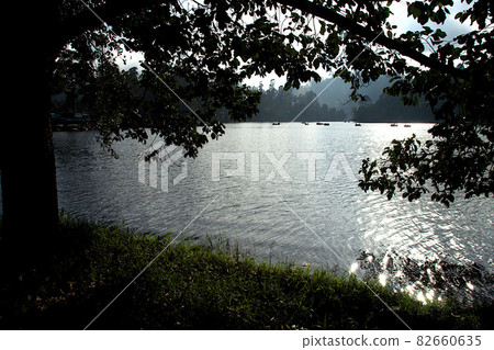 Tree on Lake Bank, Kodaikanal 82660635