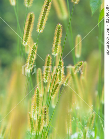 A group of cats 82660697