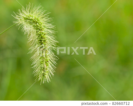 Autumn field grass cat jarashi Autumn field grass cat jarashi 82660712