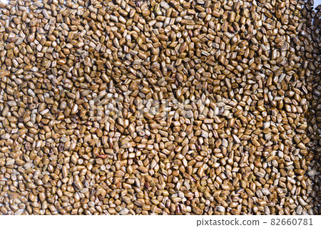 Shrimp seed Shrimp seed 82660781