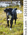 close-up portrait of a dog with a chip in the ear 82661018