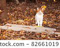 white cat with red spots on autumn foliage close-up 82661019