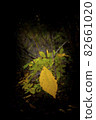autumn leaf on a dark background close up 82661020