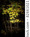 young trees in autumn on a dark background close-up 82661021