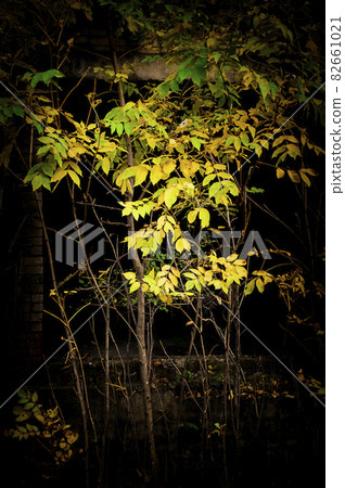young trees in autumn on a dark background close-up young trees in autumn on a dark background close-up 82661021