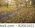 autumn path in the park with fallen leaves in the evening light 82661022