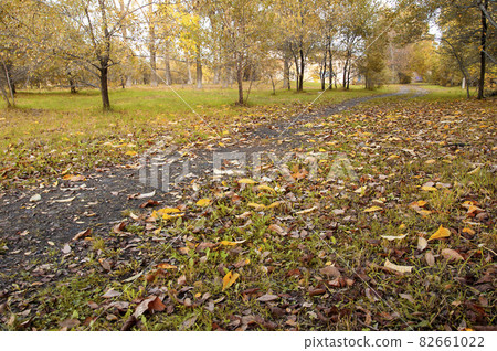 autumn path in the park with fallen leaves in the evening light autumn path in the park with fallen leaves in the evening light 82661022