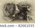 sawn fallen tree in black and white photo 82661035