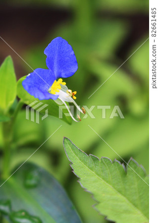 位於靜岡縣 Kosai 山脈的 Commelina community 位於靜岡縣 Kosai 山脈的 Commelina community 82661485