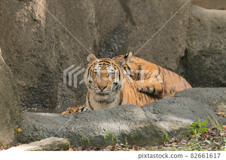 Parent and child of Amur tiger bathing Parent and child of Amur tiger bathing 82661617