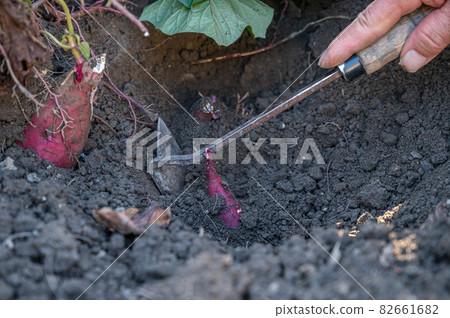 Potato digging kitchen garden Potato digging kitchen garden 82661682