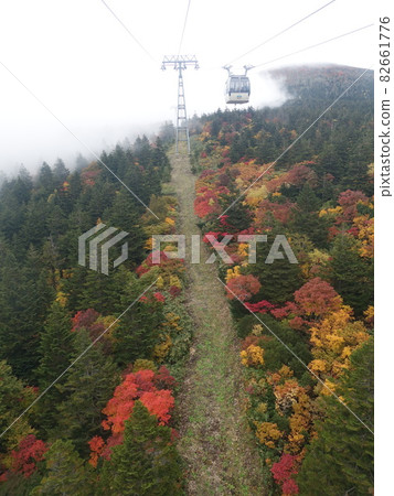 秋葉黃葉棗 82661776