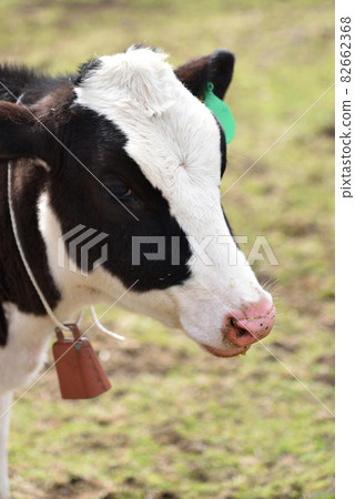 Dairy cow, Kirifuri plateau, Nikko, Tochigi 82662368