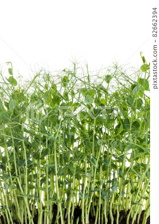 young pea plants on white background young pea plants on white background 82662394