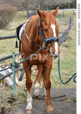 Horse, Kirifuri Plateau, Nikko, Tochigi 82662448