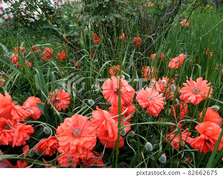 Papaver. Red terry poppy. A rare garden plant. Glade with poppies. Papaver. Red terry poppy. A rare garden plant. Glade with poppies. 82662675