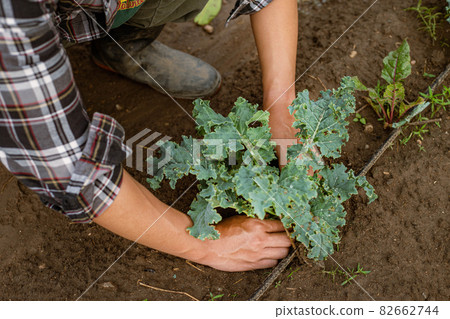 Gardening concept a young male gardener taking care of a vegetable by shoveling the soil around the plant Gardening concept a young male gardener taking care of a vegetable by shoveling the soil around the plant 82662744