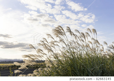 日本蒲葦在秋天的天空和風中飄揚 82663145