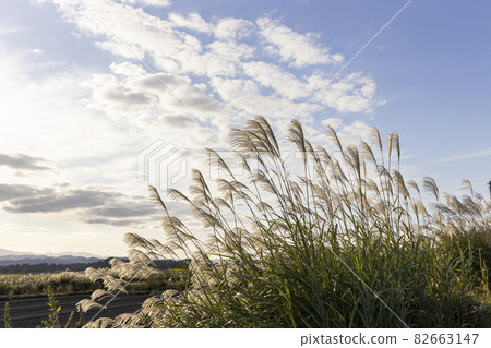 Japanese pampas grass fluttering in the autumn sky and wind 82663147