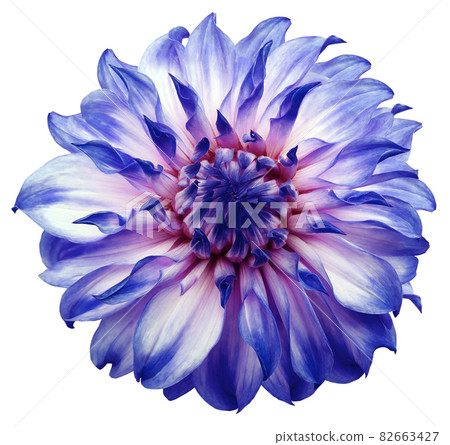 dahlia flower white-blue. Flower isolated on a white background. No shadows with clipping path. Close-up. Nature. 82663427