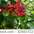 紅花	 82663722