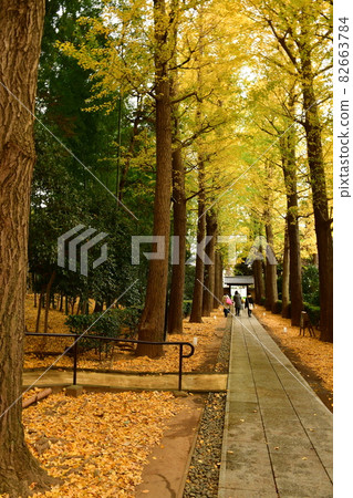 漫步大田黑公園銀杏 82663784