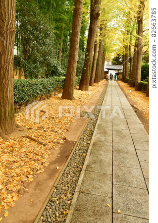 大田黑公園，一排落葉的銀杏樹 82663785