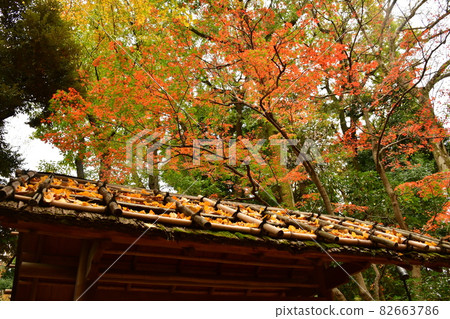 Otaguro Park entrance gate and autumn leaves looking up 82663786