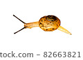 snail snail 82663821