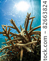 Branch coral extending to the sun 82663824