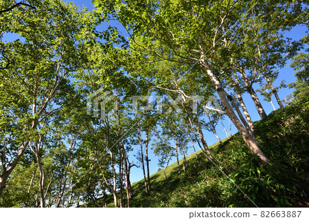 Traverse, Yashiroyama, Lake Chuzenji, Nikko, Tochigi 82663887