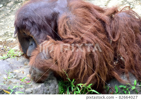 Borneo Orangutan Up Borneo Orangutan Up 82664027