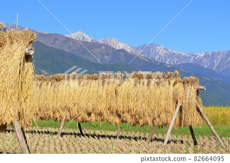 Autumn Northern Alps seen from the foot of Mt. Hakuba Autumn Northern Alps seen from the foot of Mt. Hakuba 82664095