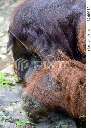 Borneo Orangutan eating grass Borneo Orangutan eating grass 82664104