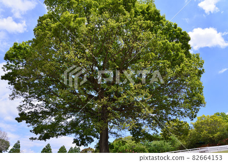 我去了 Komorebi Mori no Ibarand # 51 82664153