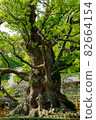 Gamo Hachiman Shrine 82664154
