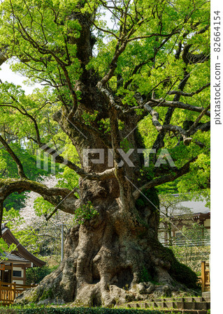 Gamo Hachiman Shrine Gamo Hachiman Shrine 82664154