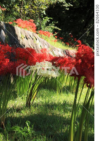 Cluster amaryllis and white cluster amaryllis 82664330