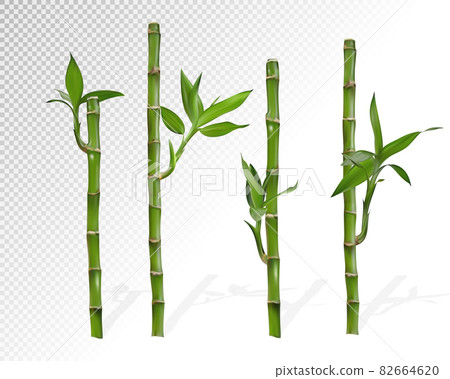 One bamboo branch stick plant vector illustration with outline