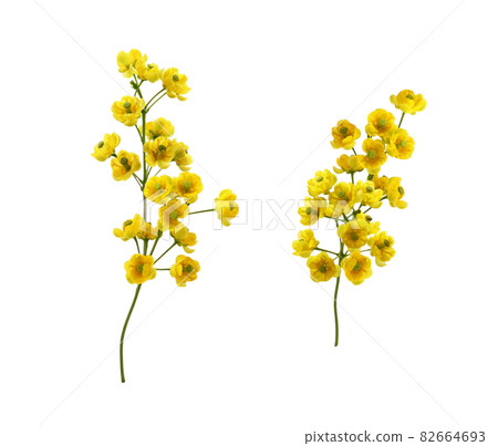 Set of small yellow flowers of berberis thunbergii isolated 82664693