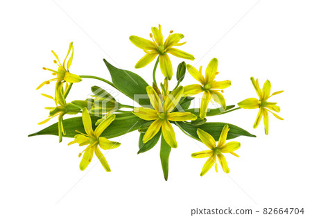 Yellow Gagea lutea flowers, bud and leaves in a spring floral arrangement isolated Yellow Gagea lutea flowers, bud and leaves in a spring floral arrangement isolated 82664704