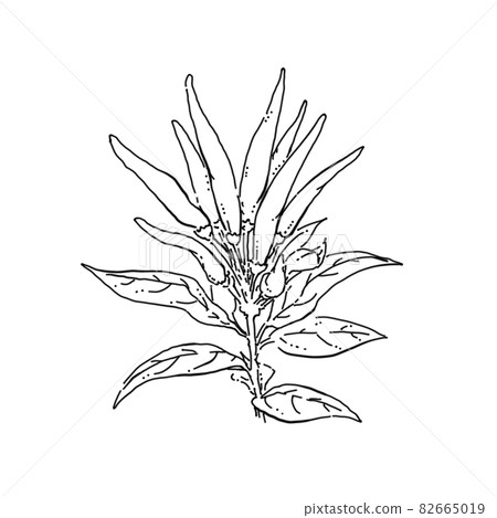 胡椒筆繪圖切割插圖 82665019