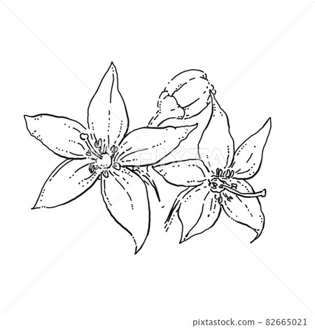Pepper pen drawing cut illustration 82665021