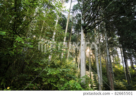 沐浴在晨光中的日本柏樹林 82665501