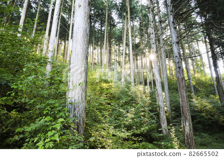 沐浴在晨光中的日本柏樹林 82665502