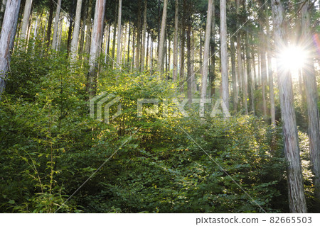 Japanese cypress forest bathing in the morning sun 82665503