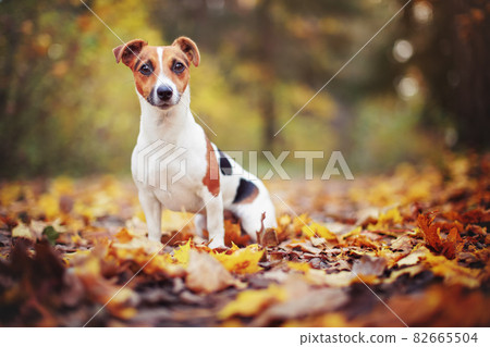 Small Jack Russell terrier sitting on forest path with yellow orange leaves in autumn, blurred trees background 82665504